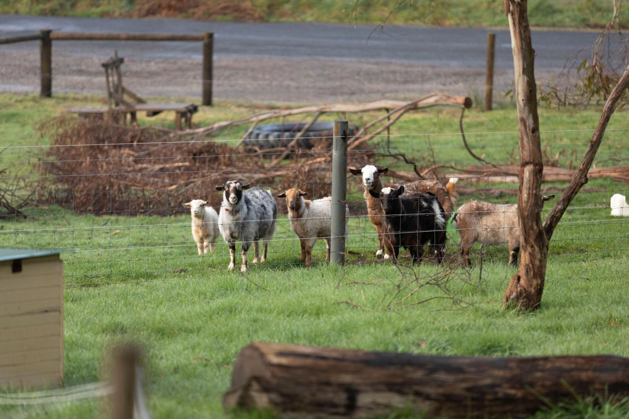 Hideaway Farmlet Romantic Cottage With Miniature Goats Penguin Exterior photo